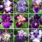 Fresh 100 piezas Iris Mixed Seeds Flor Perennia