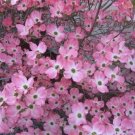 Fresh 5 Flowering PINK DOGWOOD Cornus TREE Seeds