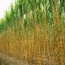 Fresh 100+ Sugar Cane Seeds