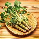 Fresh 100 pcs Japanese Horseradish Seeds Wasabi Seed