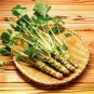 Fresh 100 pcs Japanese Horseradish Seeds Wasabi Seed