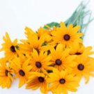 Fresh Organic Rudbeckia Indian Summer 50 Pkt Seeds Non Hybrid Open Pollinated