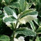 Fresh 50 Seeds Pineapple Mint Seeds Delicious Variegated Leaf Easy to Seasons