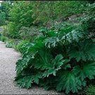 Fresh 7 Seeds Gunnera Manicata