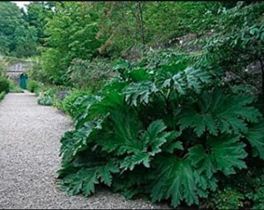 Fresh 7 Seeds Gunnera Manicata
