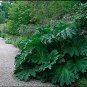 Fresh 7 Seeds Gunnera Manicata