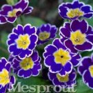 Fresh 100PCS Big Primula Polyantha Gigantea Seeds Purple Flower White Edge Yellow