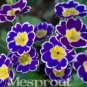 Fresh 100PCS Big Primula Polyantha Gigantea Seeds Purple Flower White Edge Yellow