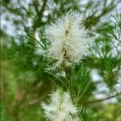 Fresh Australian Tea Tree Seeds Melaleuca Alternifolia