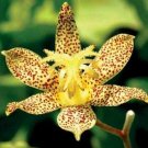 Fresh 50+ TRICYRTIS Japanese Toad Lily Flower Seeds / Shade Perennial / Deer Resistant