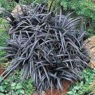 Fresh 10 Ophiopogon Planiscapus Nigrescens Black Plant Seeds