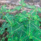 Fresh Phyllanthus Niruri Bhuiamla Green Chanca Piedra 50 Seeds