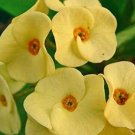 Fresh 20 Crown of Thorn Flower Seeds