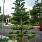Fresh Norfolk Island Pine Araucaria Heterophylla 20 Seeds