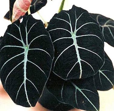 Fresh 20PCS alocasia Elephant Ear Seeds Taro Black Velvet