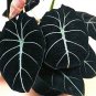 Fresh 20PCS alocasia Elephant Ear Seeds Taro Black Velvet