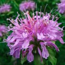 Fresh Bee Balm Wild Bergamot 100 Seeds Perennial Easy to Seasons Meaningful Gift.