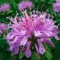 Fresh Bee Balm Wild Bergamot 100 Seeds Perennial Easy to Seasons Meaningful Gift.
