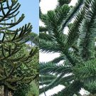 Fresh 50 Seeds Araucaria Araucana Seeds Monkey Puzzle Tree Chilean Pine Non Hybrid