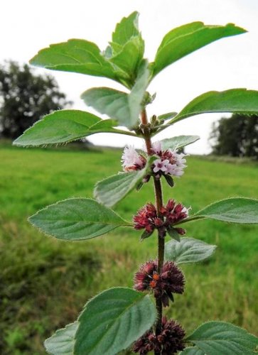 Fresh 50 WHITE WOOD MINT Mentha Arvensis Wild Field Herb Flower Seeds