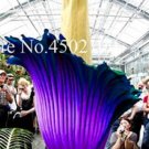 Fresh 50PCS Rainbow Corpse Flower The Titan Arum Seeds Beautiful Corpse