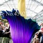 Fresh 50PCS Rainbow Corpse Flower The Titan Arum Seeds Beautiful Corpse
