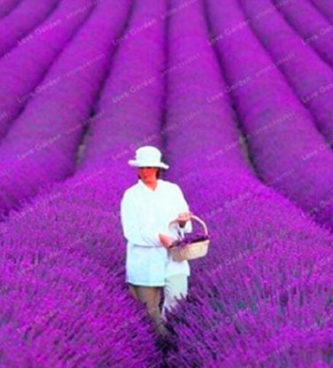 Fresh 100PCS French Provence Lavender Bonsai Purple Flower Seeds
