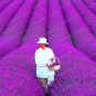 Fresh 100PCS French Provence Lavender Bonsai Purple Flower Seeds