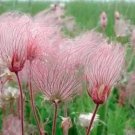 Fresh 50 PRAIRIE SMOKE Geum Triflorum Purple Prairie Avens Flower Seeds
