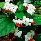 Fresh 25 Rare White Red Bleeding Heart Seeds DicentraSpectabilis Shade Flower