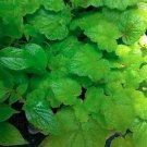 Fresh 40PCS Youth On Age Tolmiea Thousand Mothers Menziesii Flower Seeds