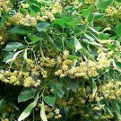 Fresh 50 American Linden Tree Seeds