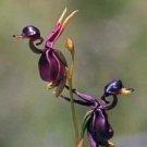 Fresh 200PCS Flying Duck Orchid Seeds