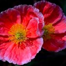 Fresh 100 Corn Poppy Seeds Rose Red Flowers
