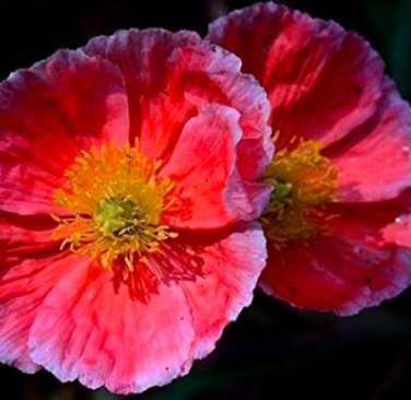 Fresh 100 Corn Poppy Seeds Rose Red Flowers