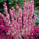 Fresh 50 Seeds Daphne Mezereum February Daphne Shrub Seeds