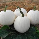 Fresh Pumpkin Seeds Casper White Pumpkin 25 Thru 100 Seeds