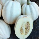 Fresh 50 Seeds Mashed Potato Squash Seeds