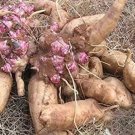 Fresh 100 Annual Yacon Vegetable Seeds