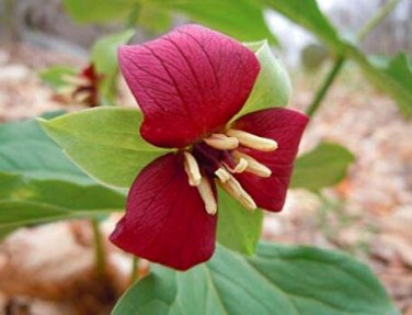 Fresh 60pcs Trillium Erectum Flower Seeds