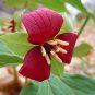 Fresh 60pcs Trillium Erectum Flower Seeds