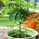 Fresh 50 Ceylon Curry Leaf Plant Seeds Murraya Koenigii