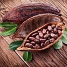 Fresh 20 Seeds Cocoa Seeds Theobroma Cacao Seeds Organic