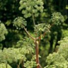 Fresh 50PCS Angelica Seeds