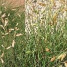 Fresh 50PCS Buchloe Dactyloides Grass Seeds
