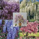 Fresh Wisteria Vine 5 Colors and Varieties 100 Seeds
