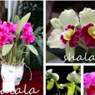 Fresh 100PCS Cattleya Hibrida Bonsai Orchids Seeds