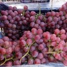 Fresh Sweet Red Grape Seeds Advanced Fruit Seed Natural Growth Grape