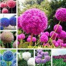 Fresh 100PCS Allium giganteum Flower Mixed Seeds