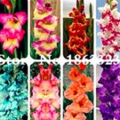 Fresh 120PCS Multicolored Gladiolus Flower Seeds